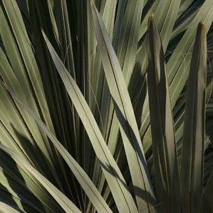 Meet your Posher, Pierce